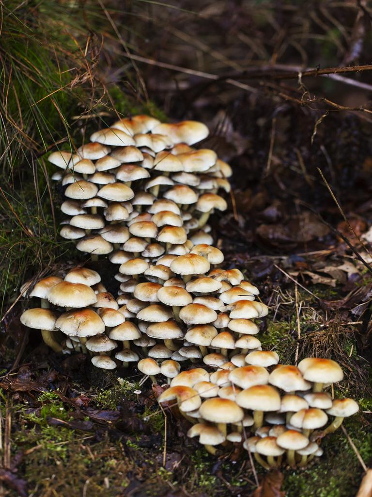 Fløjlsfod